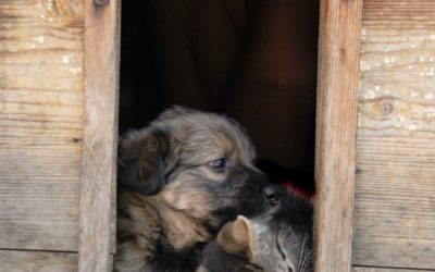 Entwurmung von Hund und Katze