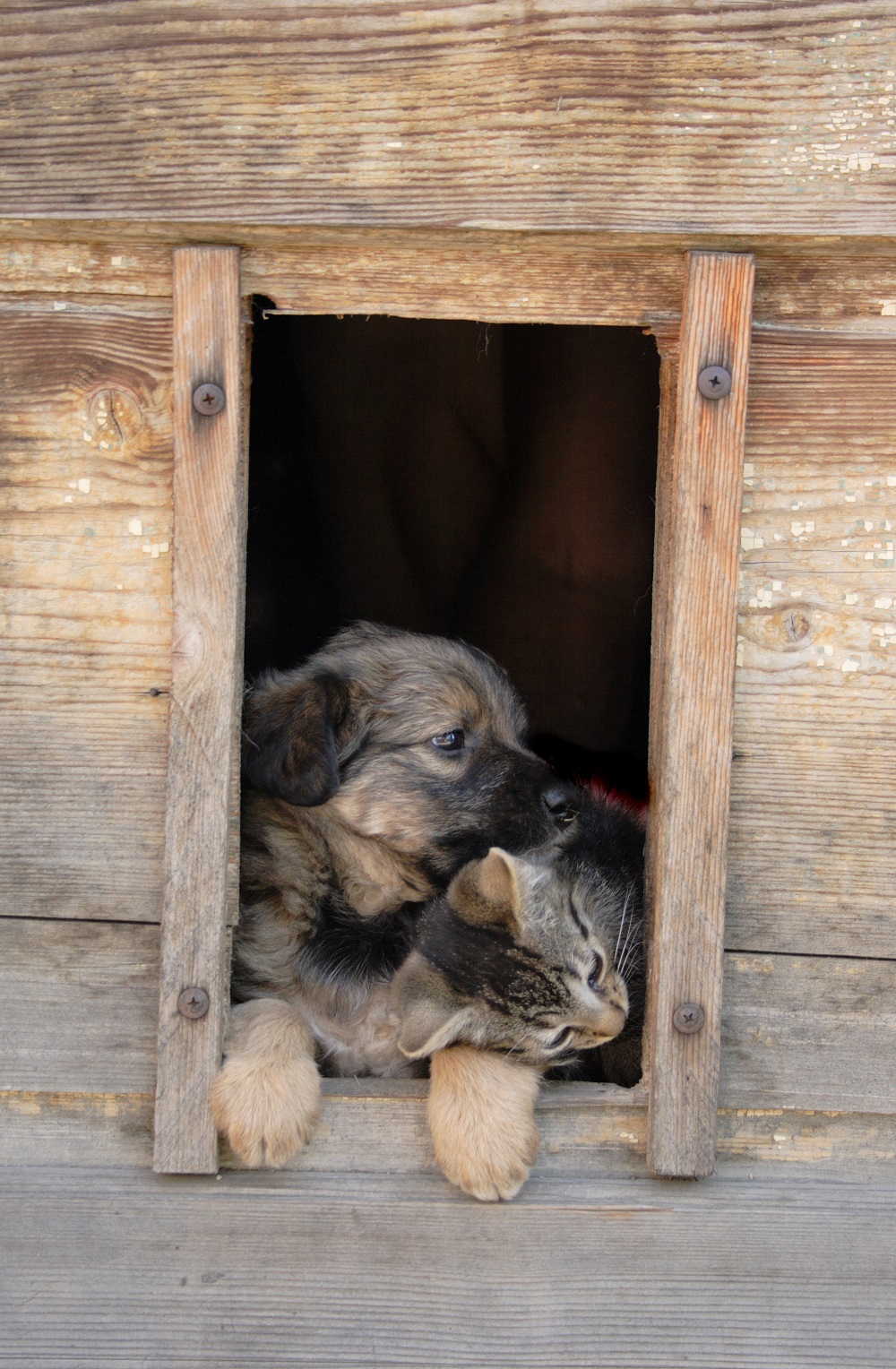 Katze und Hund Entwurmung