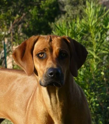 Porträt Rhodesian Ridgeback