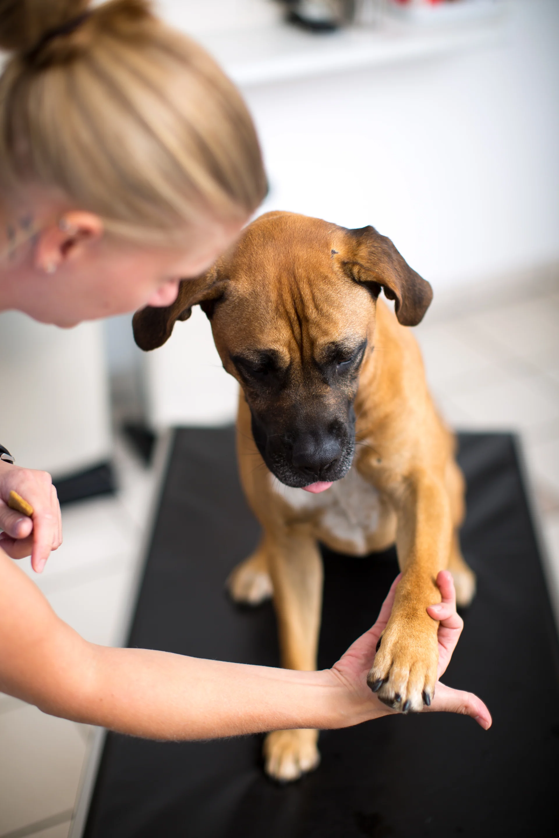 Hund auf dem Behandlungstisch gibt Tierärztin die Pfote