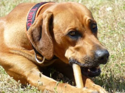 Hund der auf Knochen kaut