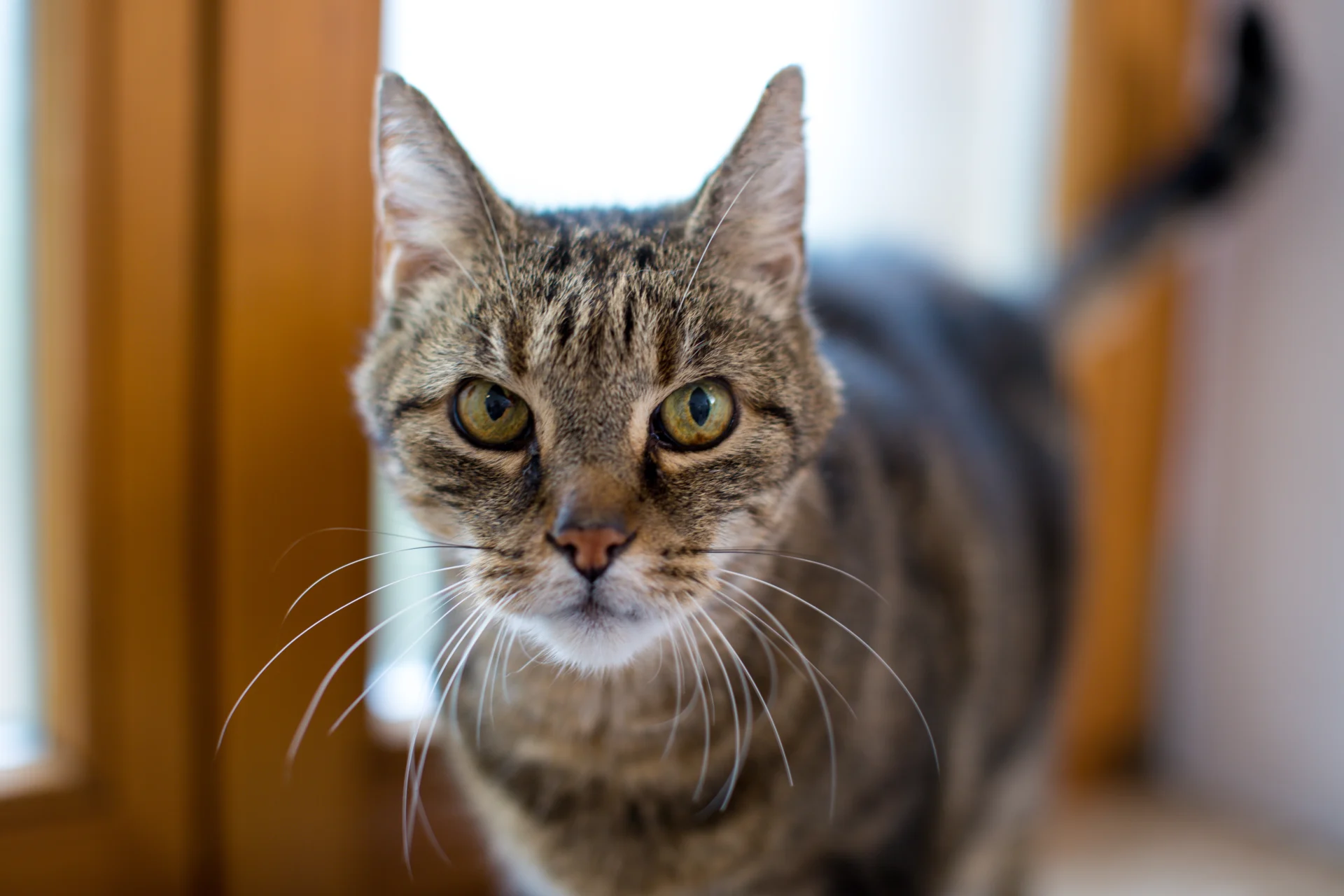 Nahaufnahme von Kater der in Kamera schaut