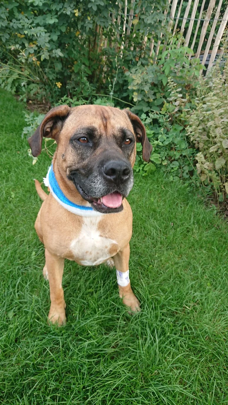 Hund mit Halsverband