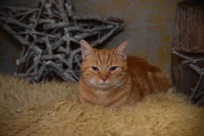Roter Kater liegt auf Fell