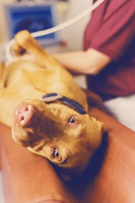 Hund liegt auf dem Rücken in Ultraschallmatte auf dem Rücken