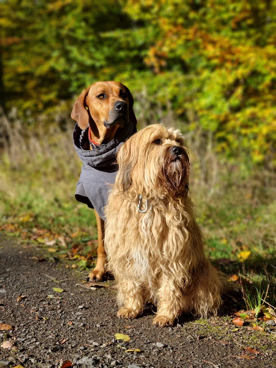 Zwei Hunde sitzen hinter einander im Wald