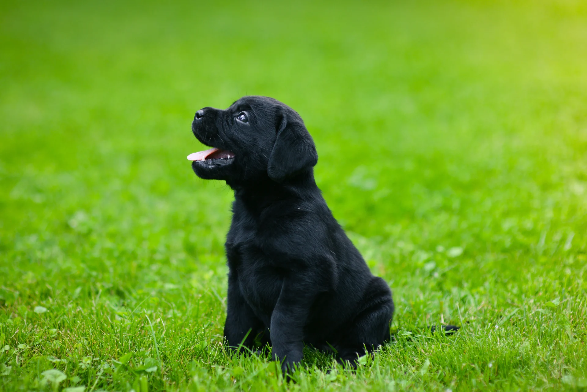 Schwarzer Labrador-Welpe sitzt im Gras