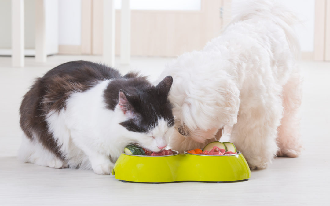 Ernährung für Hunde und Katzen