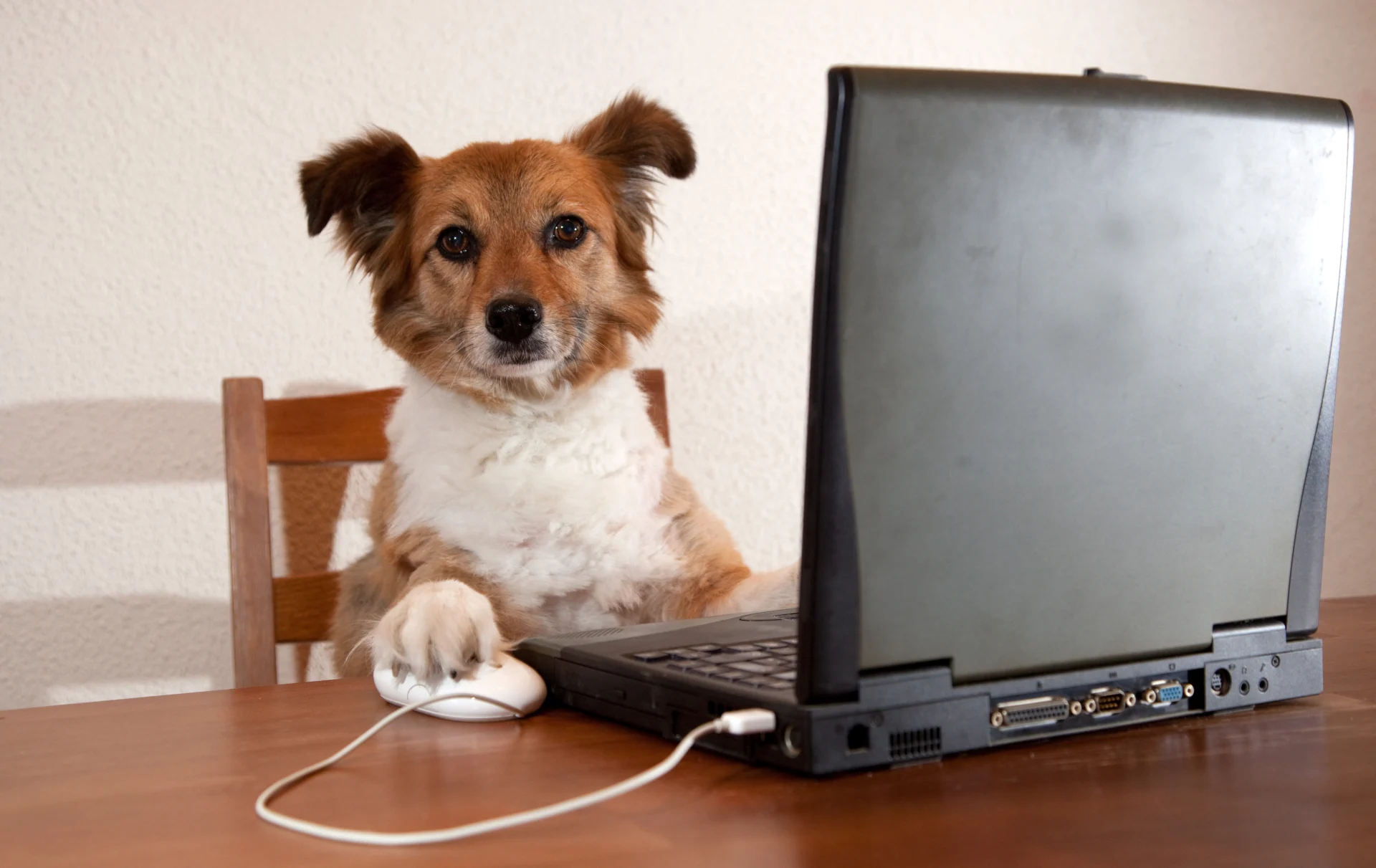 Hund sitzt an PC und hält die PC-Maus in der Pfote