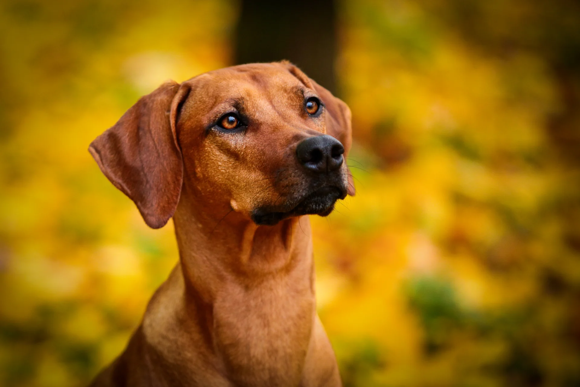 Rhodesian Ridgeback Hund vor Herbstlaub