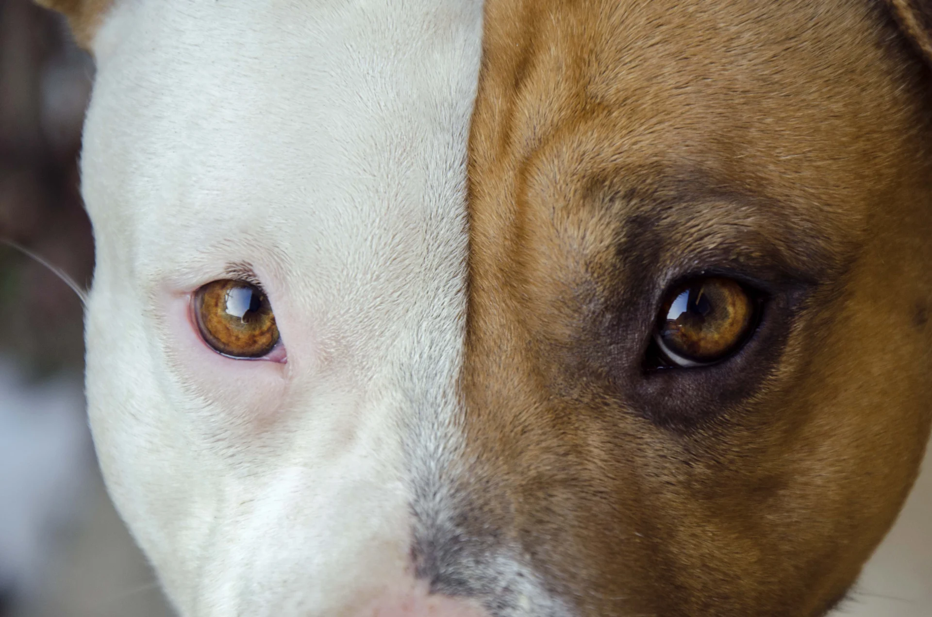 Hundegesicht in Nahaufnahme mit einer weißen und einer braunen Gesichtshälfte