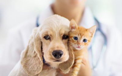 22. November 22: die neue Gebührenordnung für Tieräzte (GOT) und was Sie dazu wissen sollten