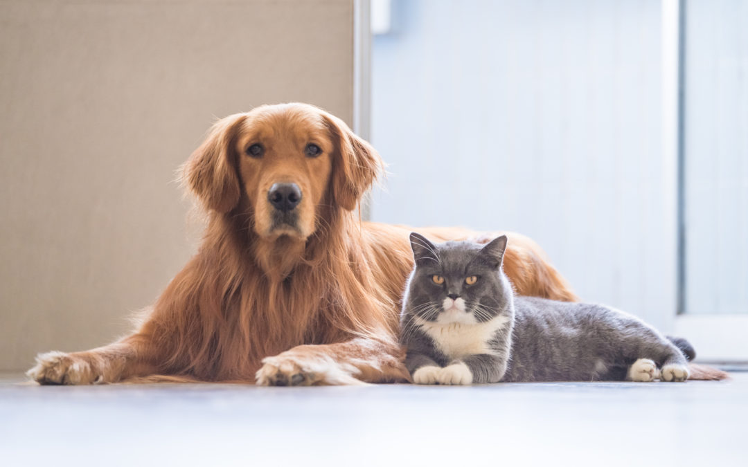 Blasenentzündung bei Hund und Katze