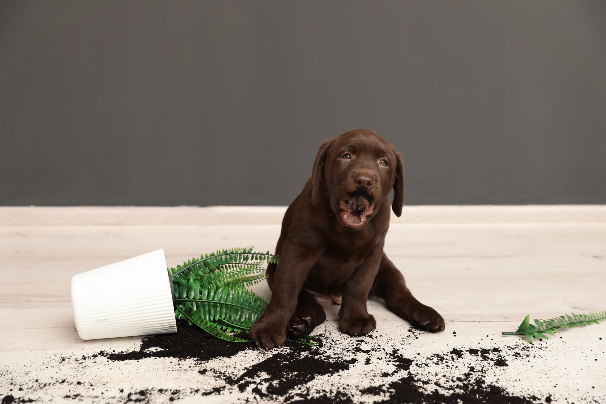 Chocolate Labrador Retriever puppy with overturned houseplant at