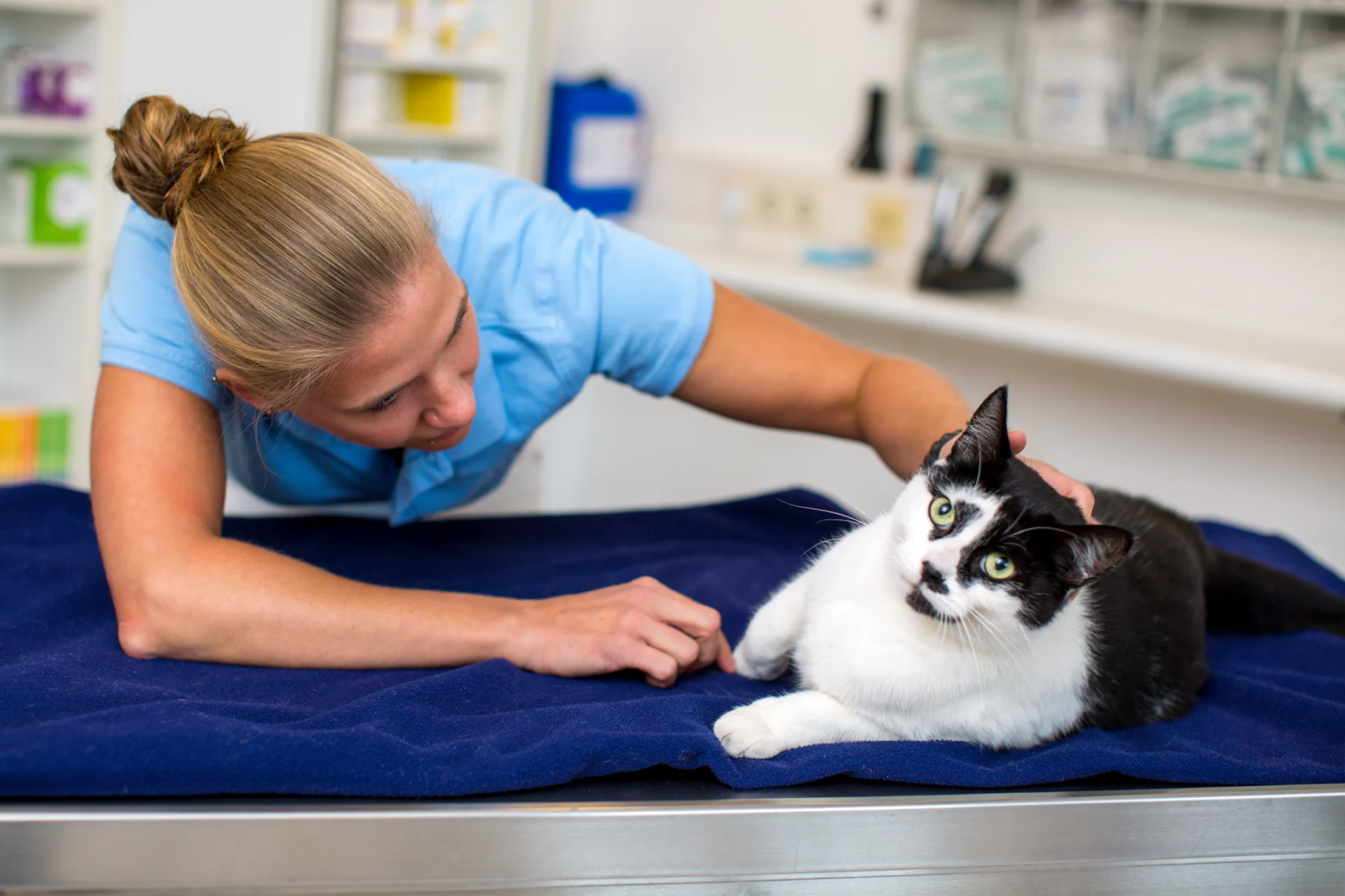 Kater auf Behandlungstisch und Tierärztin die ihn streichelt