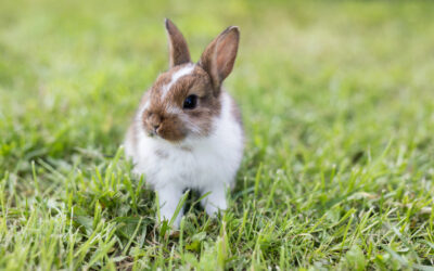 Kaninchen Check