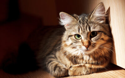 Aortenthrombose und HCM der Katze