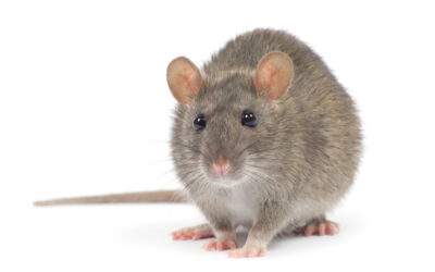 Mykoplasmose der Ratte