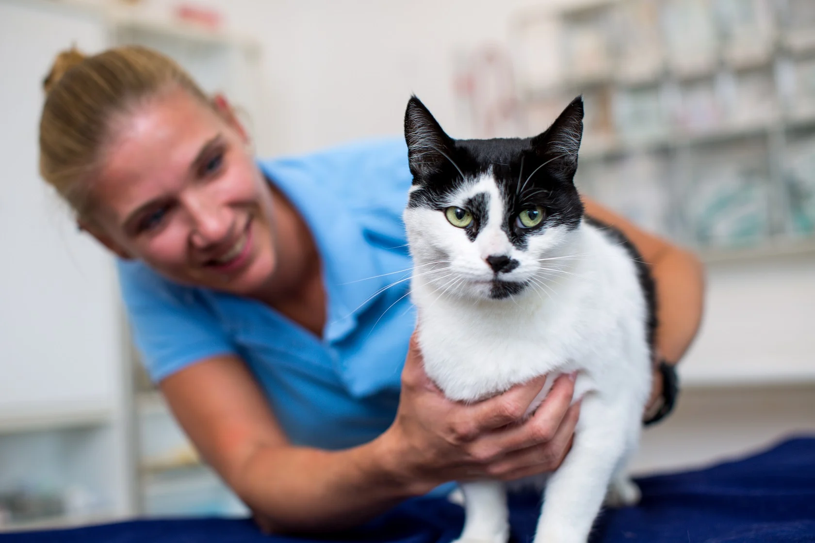 Tierärztin tastet eine Katze auf dem Behandlungstisch ab.