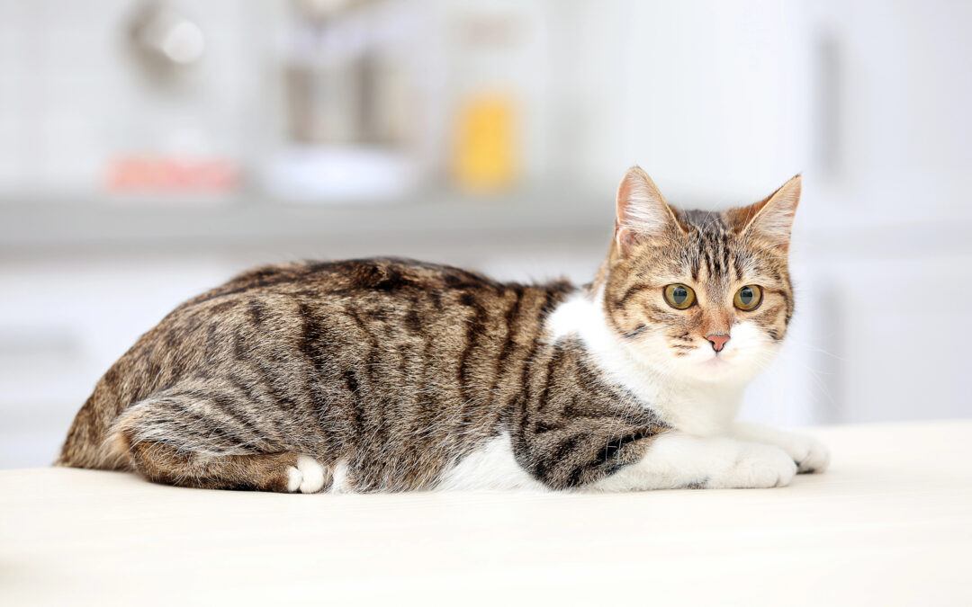 Hyperthyreose der Katze