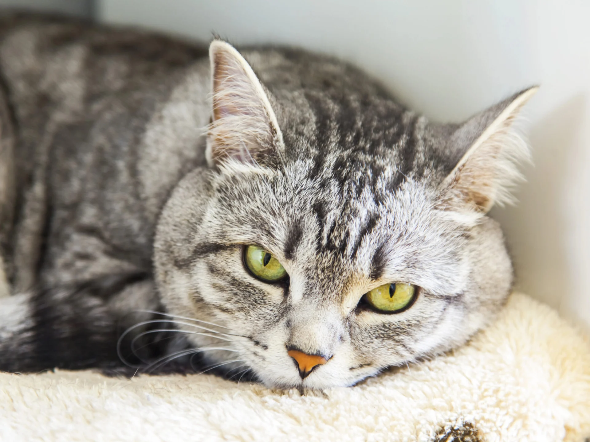 Katze liegt in Nahaufnahme