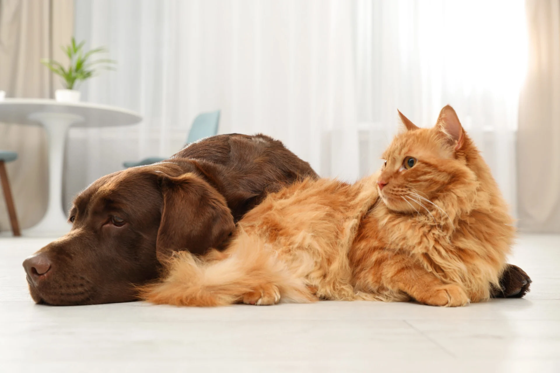 Hund und Katze liegen nebeneinander