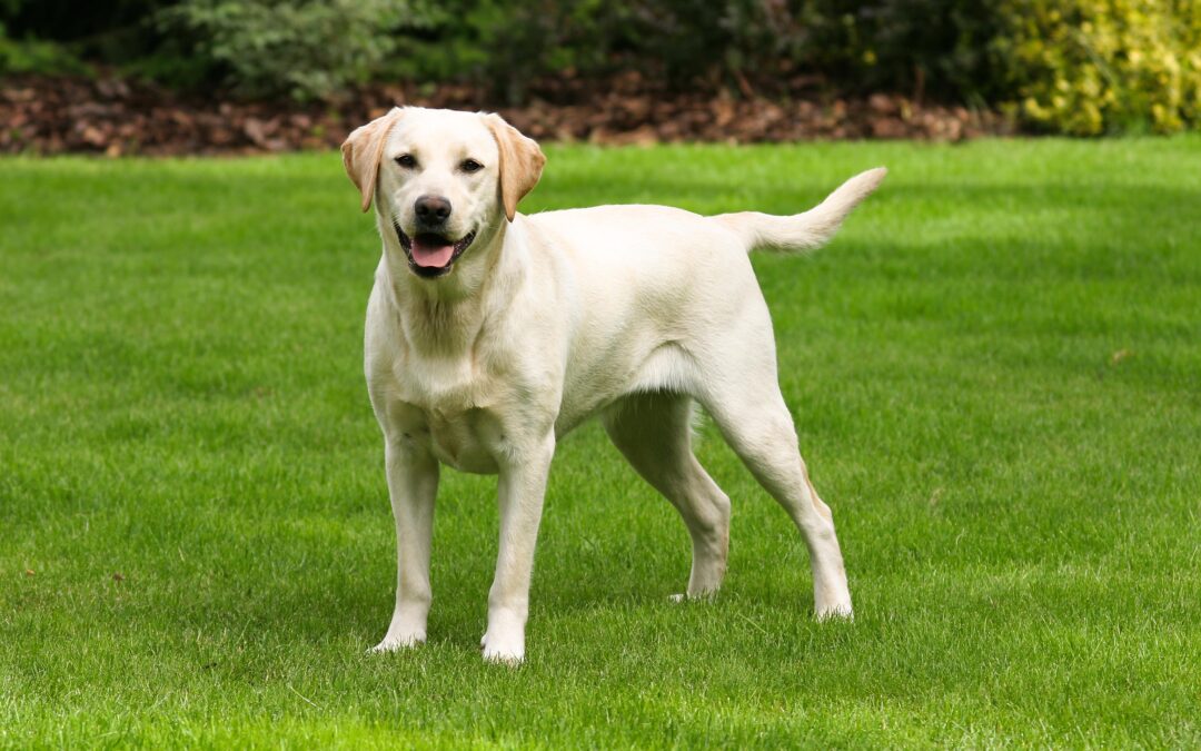 Kreuzbandriss Hund