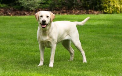 Kreuzbandriss Hund