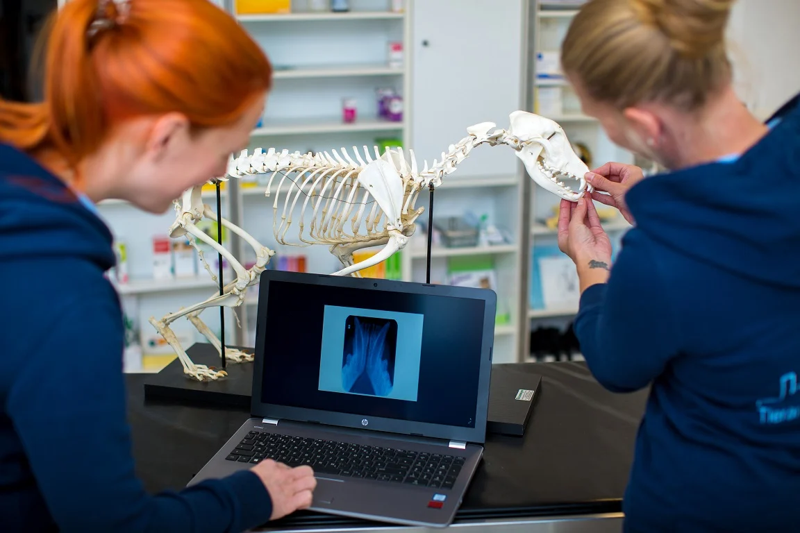 zwei Tierärztinnen schauen sich ein Zahnmodell eines Hundes und Röntgenbild eines Hundegebiss an