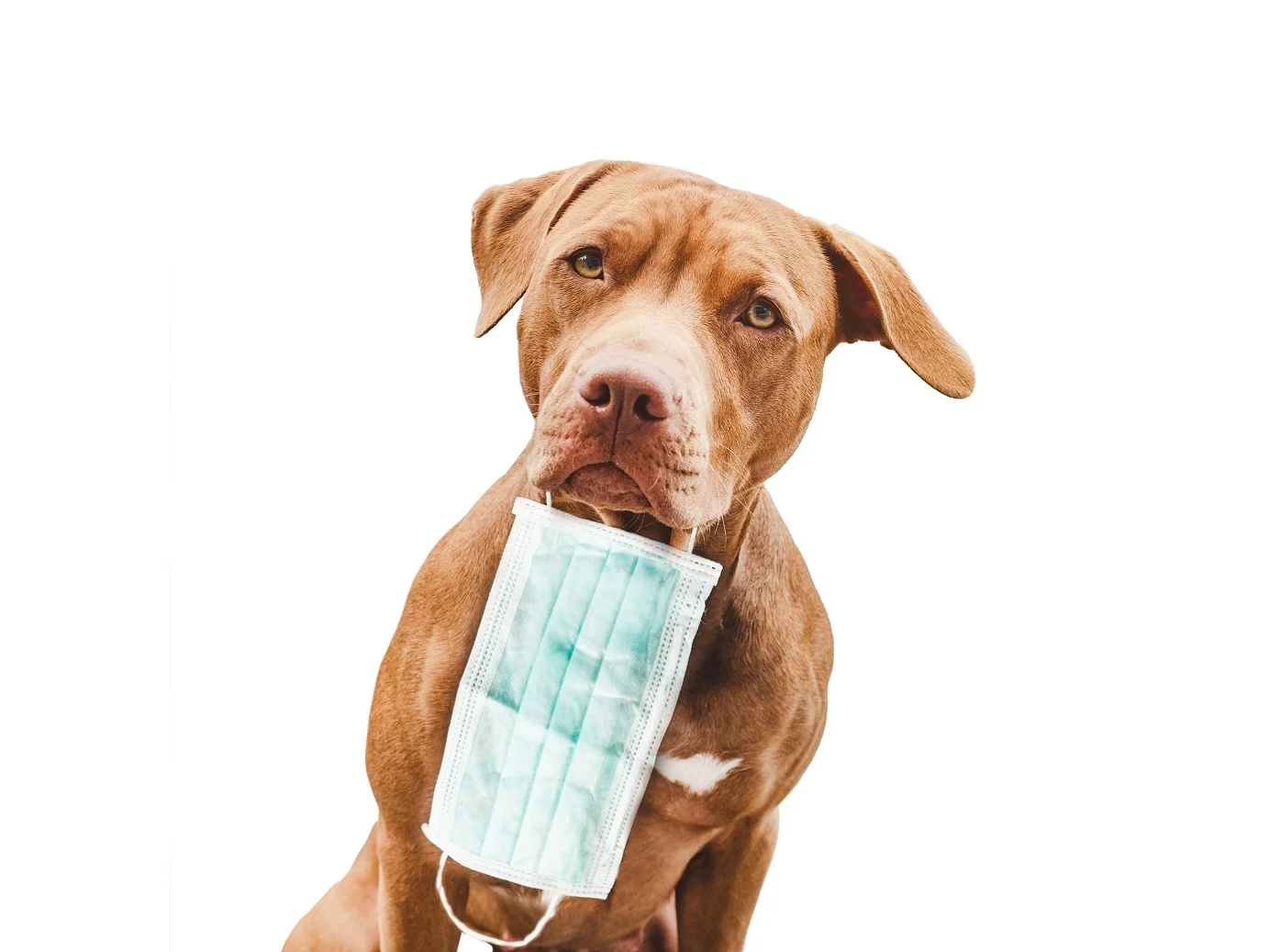 Hund mit OP-Maske im Maul