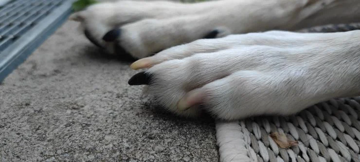 Nahaufnahme von der Pfote eines Hundes