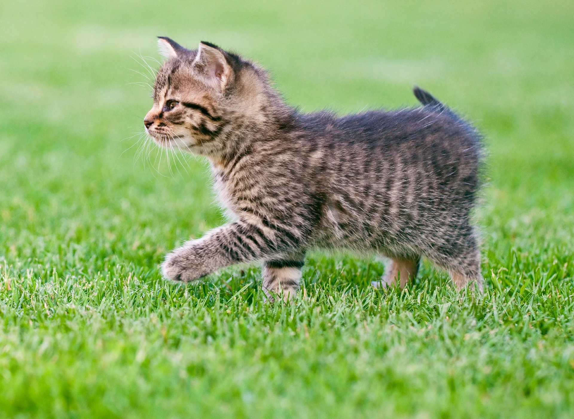 Kitten läuft über die Wiese