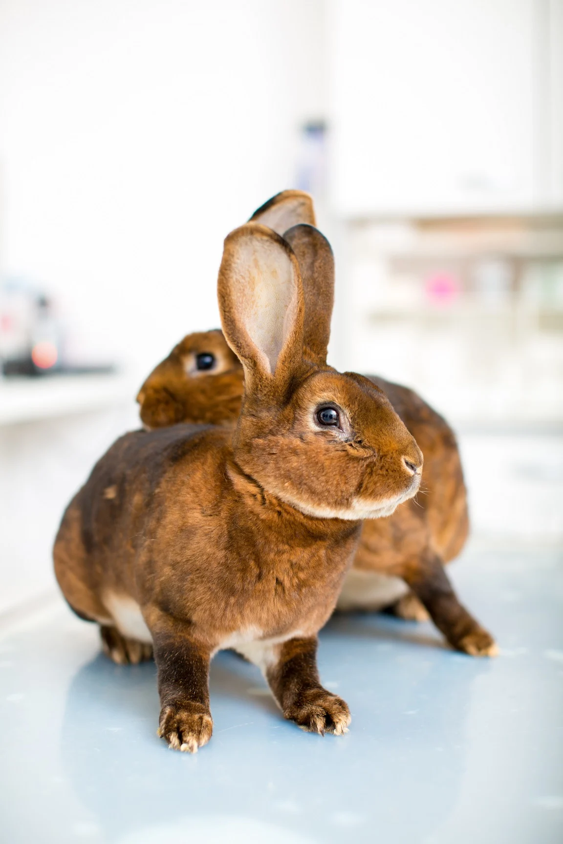 Zwei Kaninchen auf dem Behandlungstisch