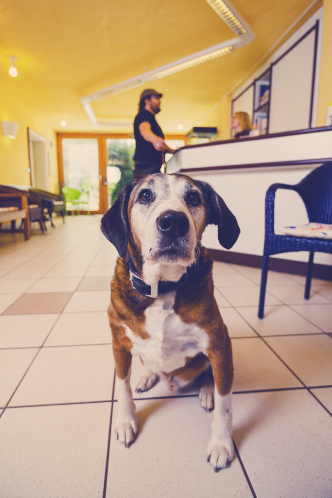 Hund sitzt in Wartezimmer der Praxis