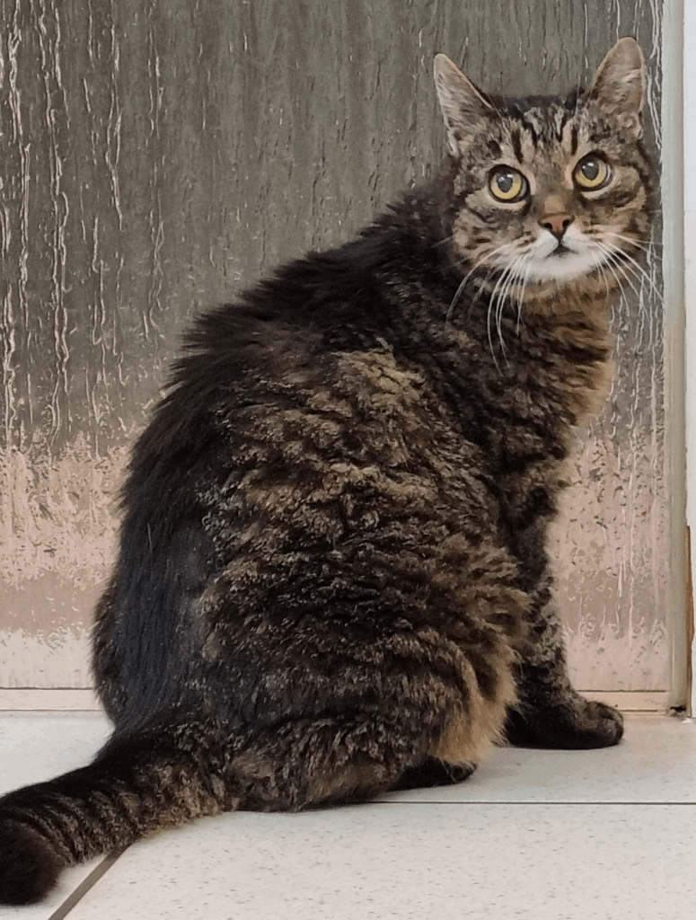 alte Katze mit strubbeligem Fell