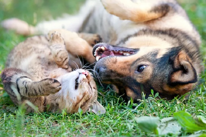 Hund und Katze liegen nebeneinander auf dem Rücken im Gras