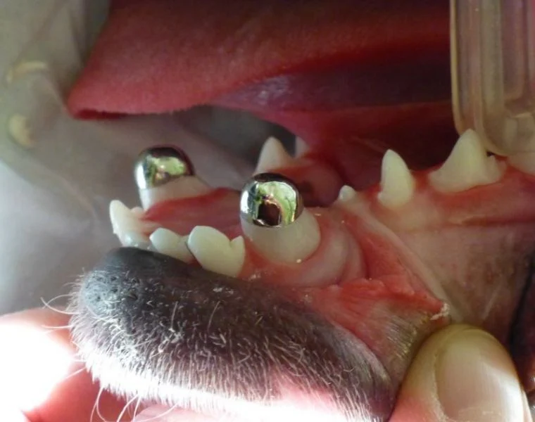 Unterkiefer Hund mit Kronen auf den Eckzähnen