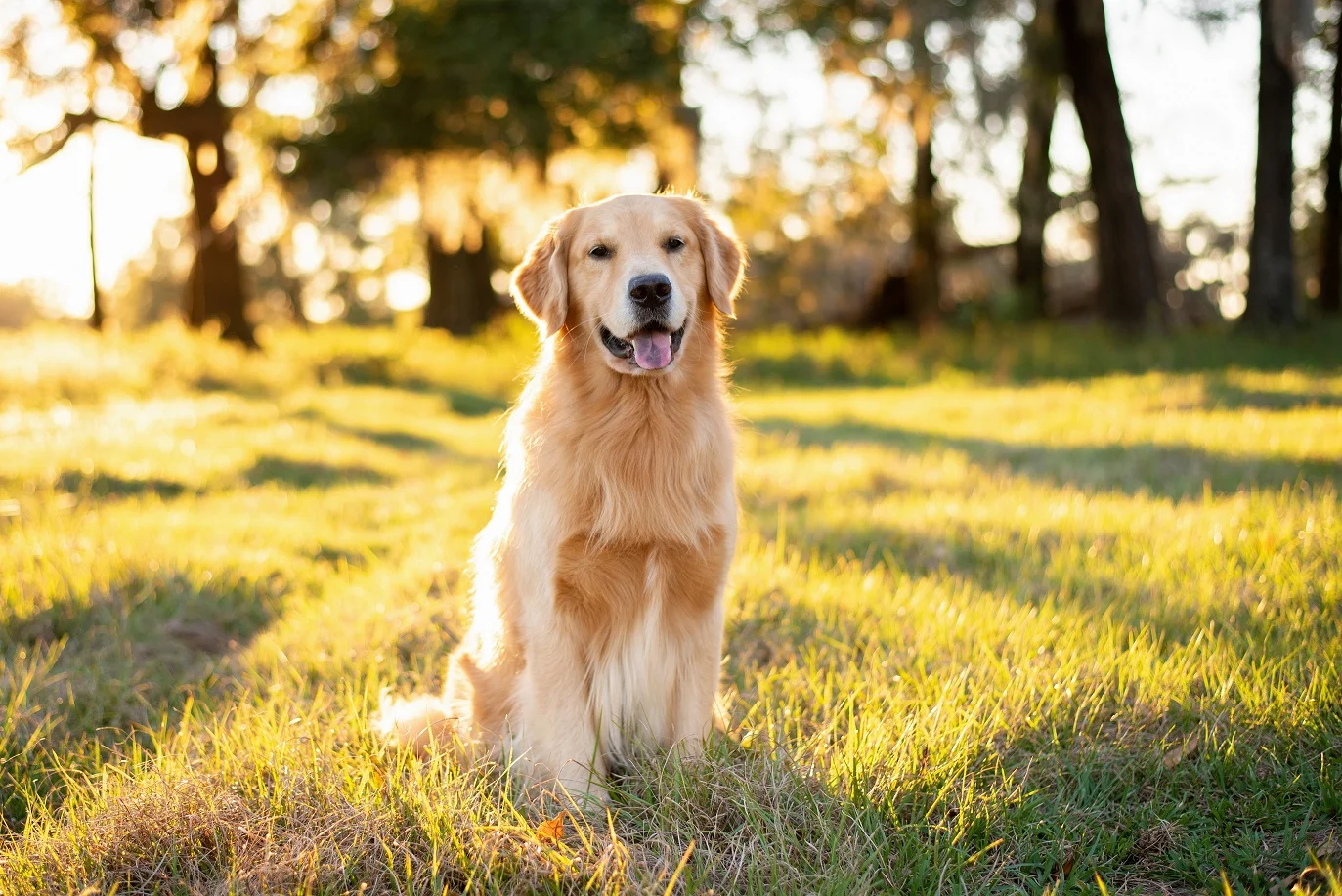 golden Retriever sitzt auf einer Wiese