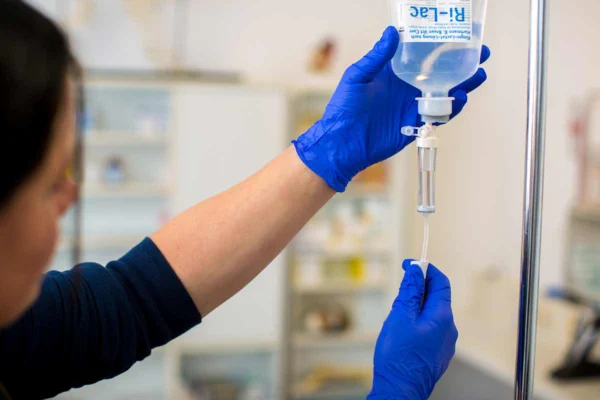 Tierarzthelferin bereitet eine Infusion vor