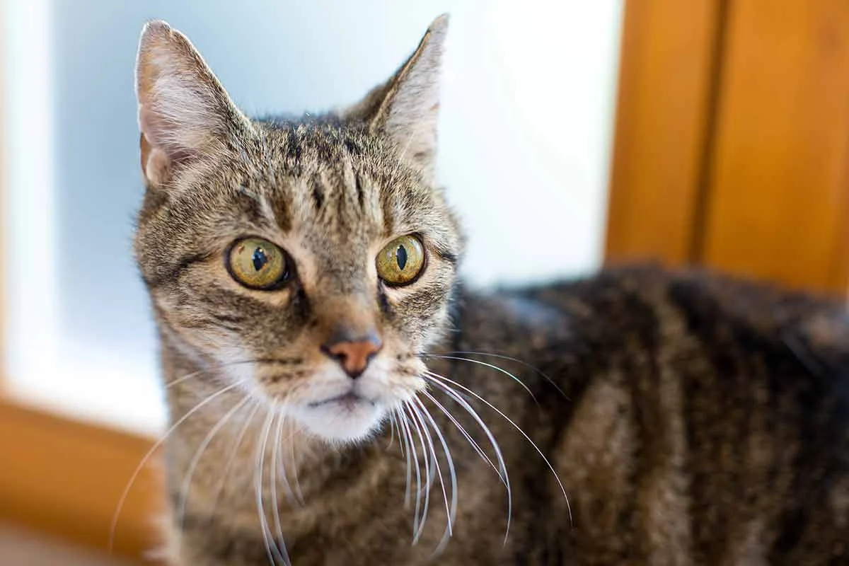 Porträt einer alten Katze