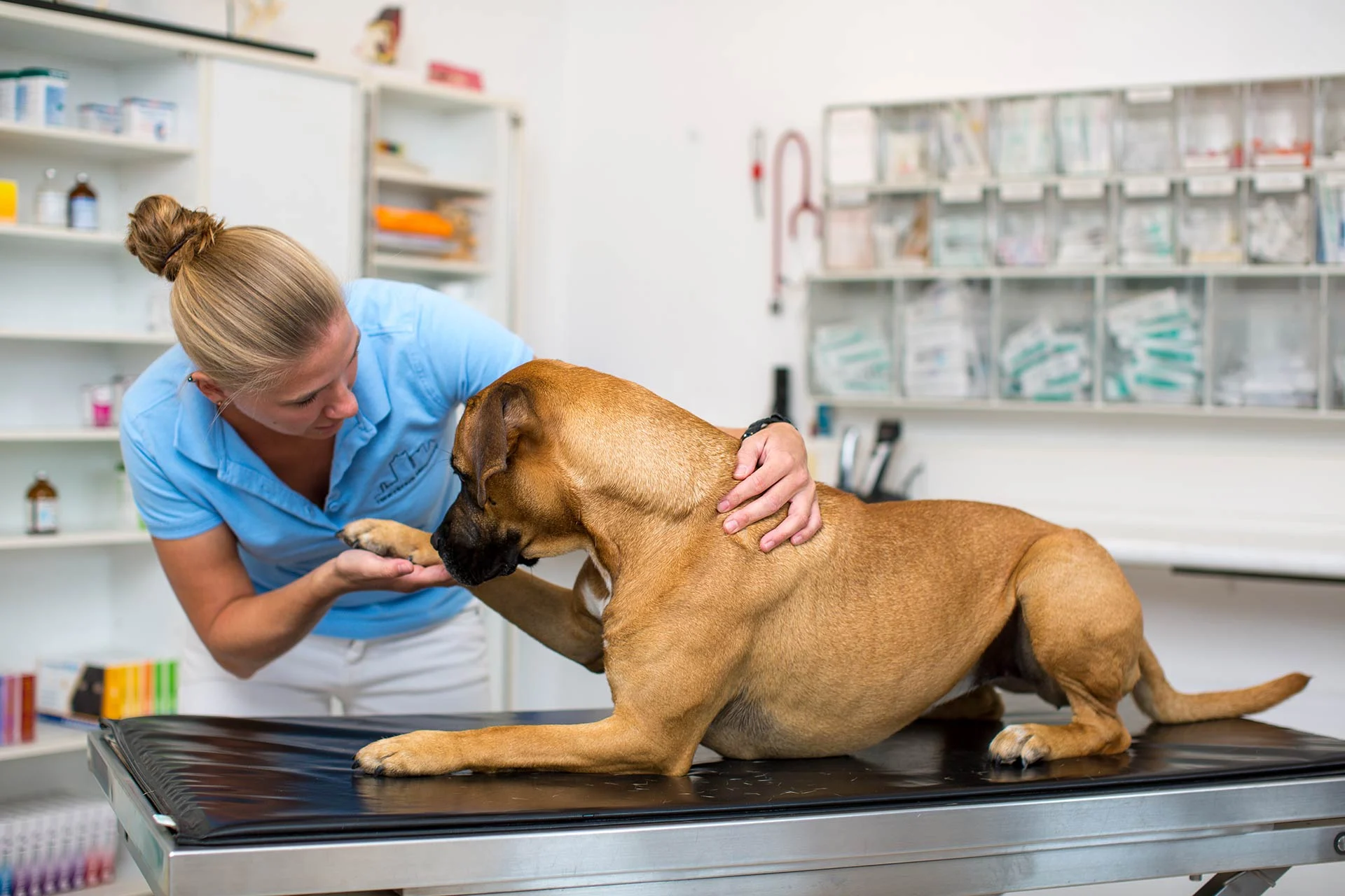Tierärztin untersucht Hund in Behandlungsraum