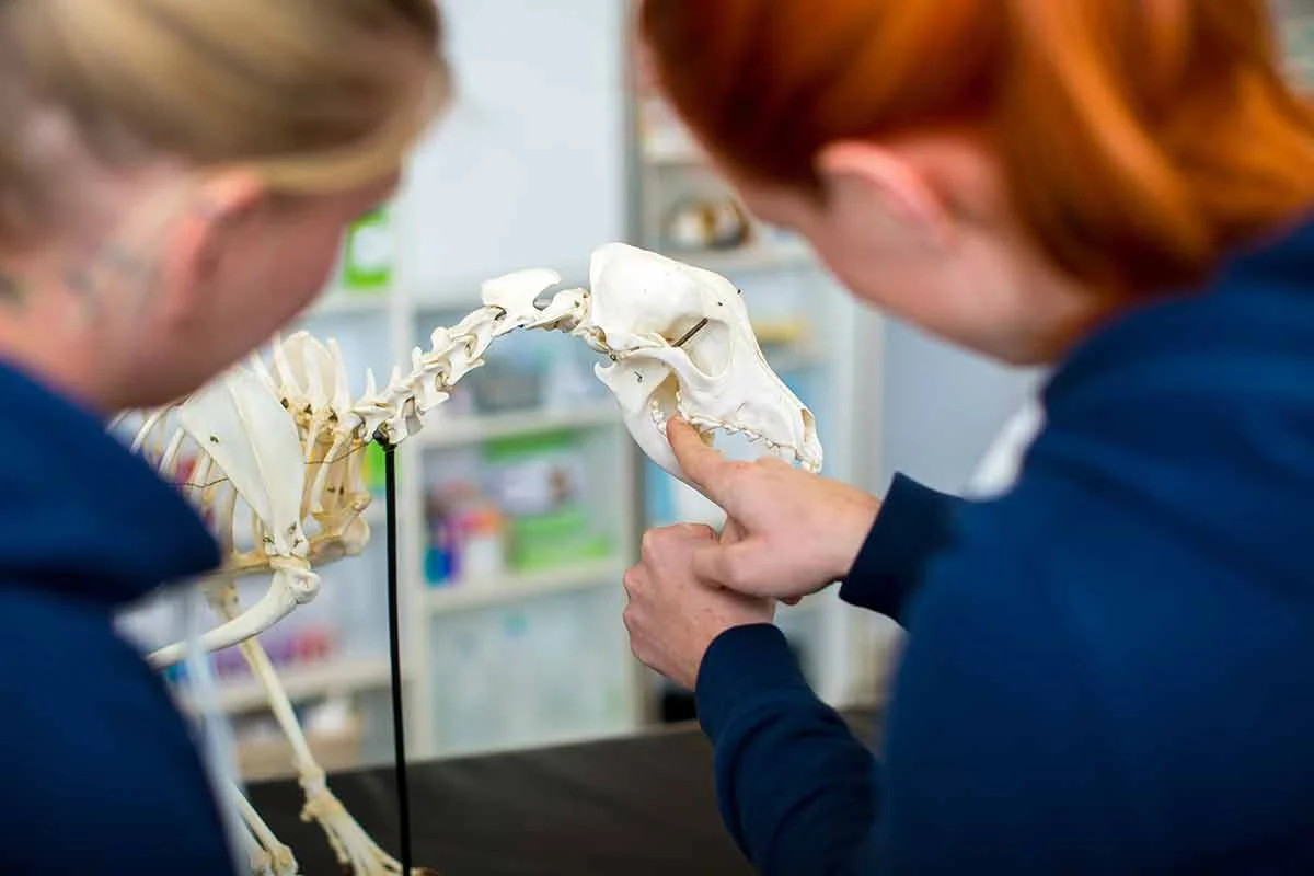 Tierärztinnen schauen sich das Gebiss eines Tierskeletts an.