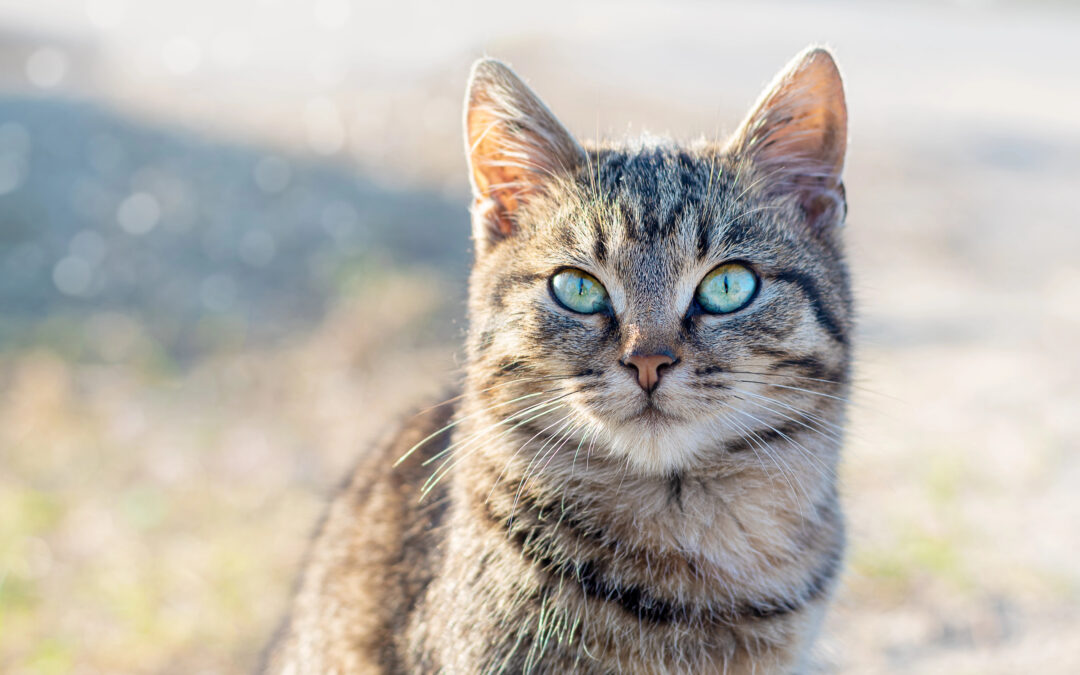 Felines Asthma
