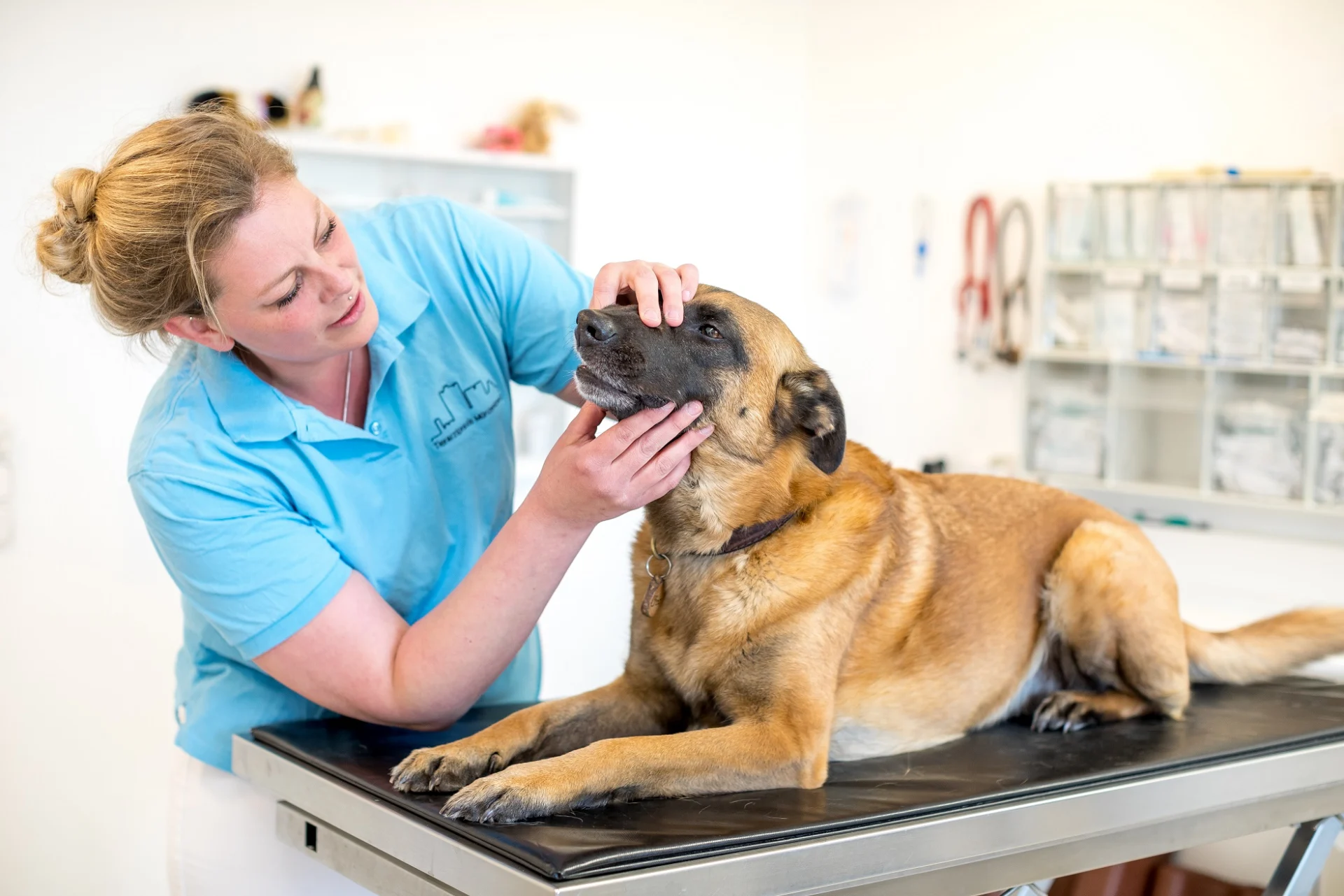 Tierärztin untersucht die Zähne eines Hundes auf dem Behandlungstisch