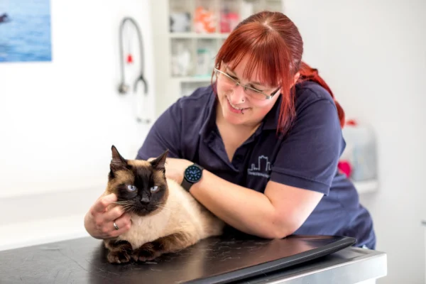 Eine Tierarzthelferin krault eine Katze auf dem Behandlungstisch
