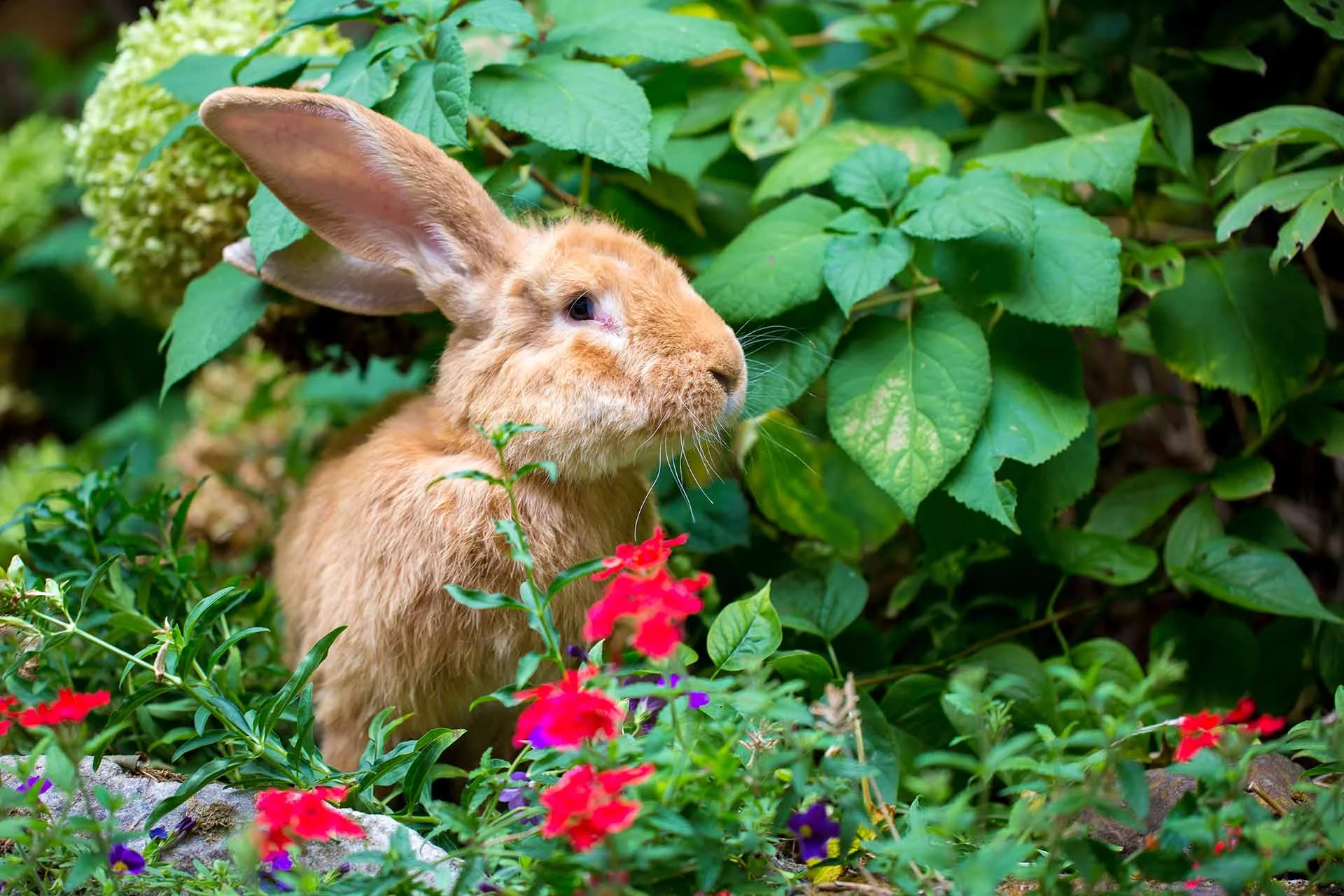 Kaninchen sitzt in einer Wiese mit Blumen