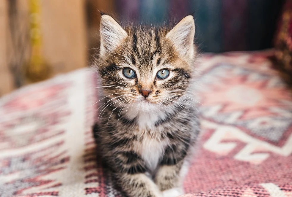 Kitten schaut mit blauen Augen direkt in Kamera